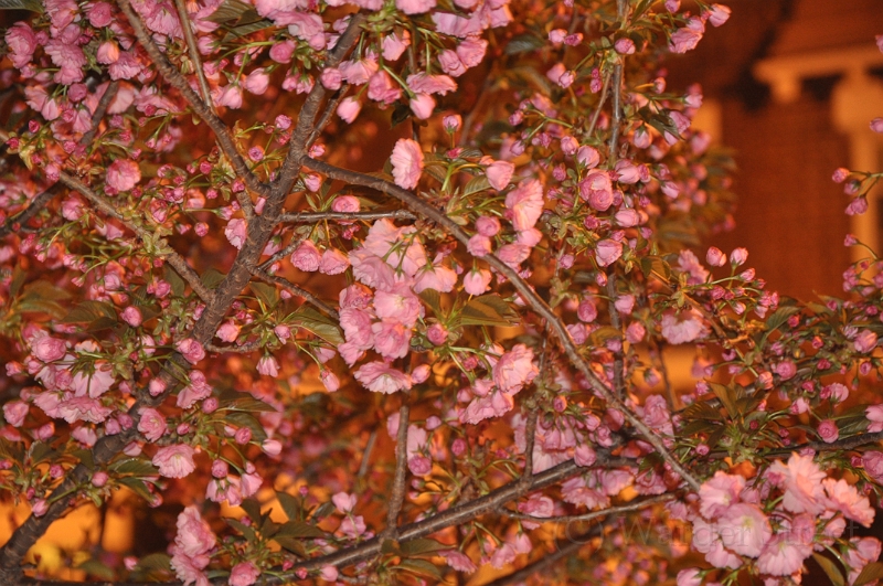 Kwanzan Cherry Tree 2010 03.jpg